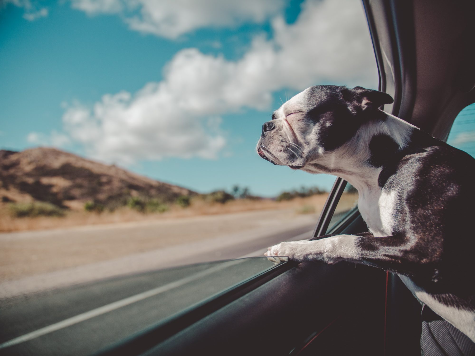 A dog looking out the car