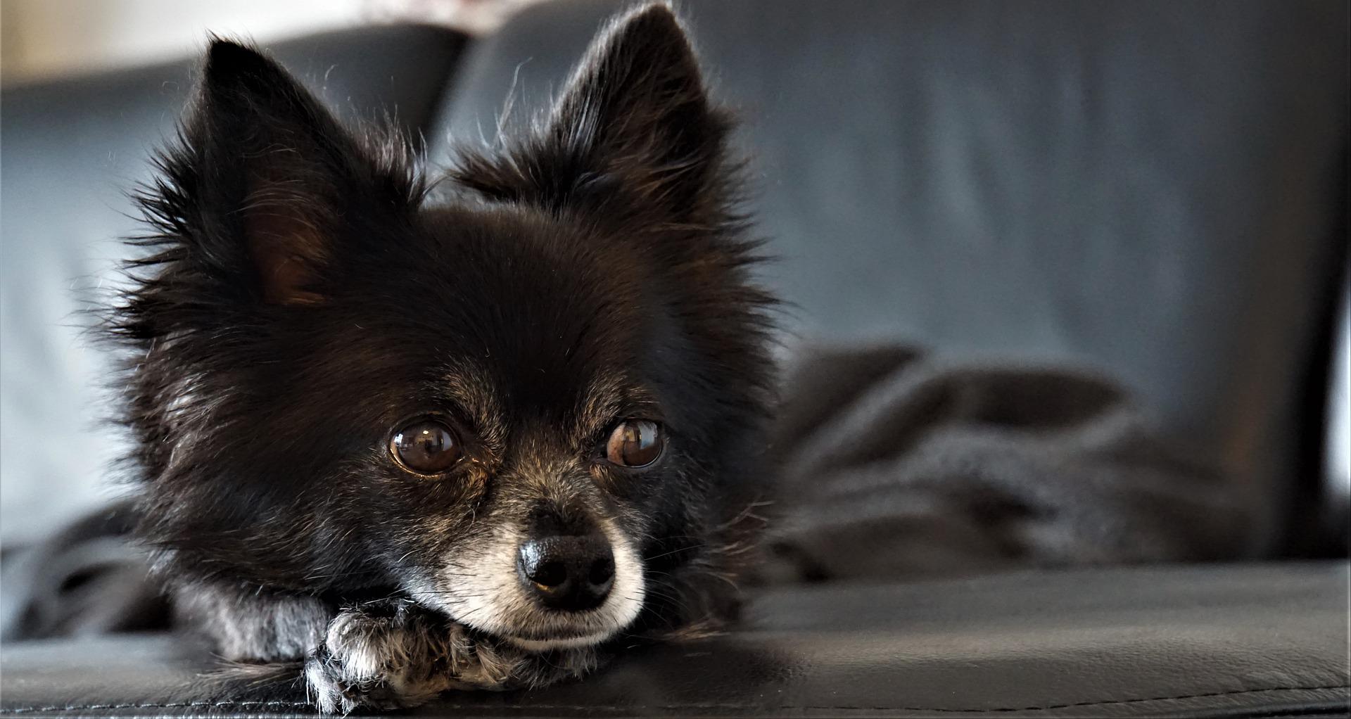 A dog laying on the couch