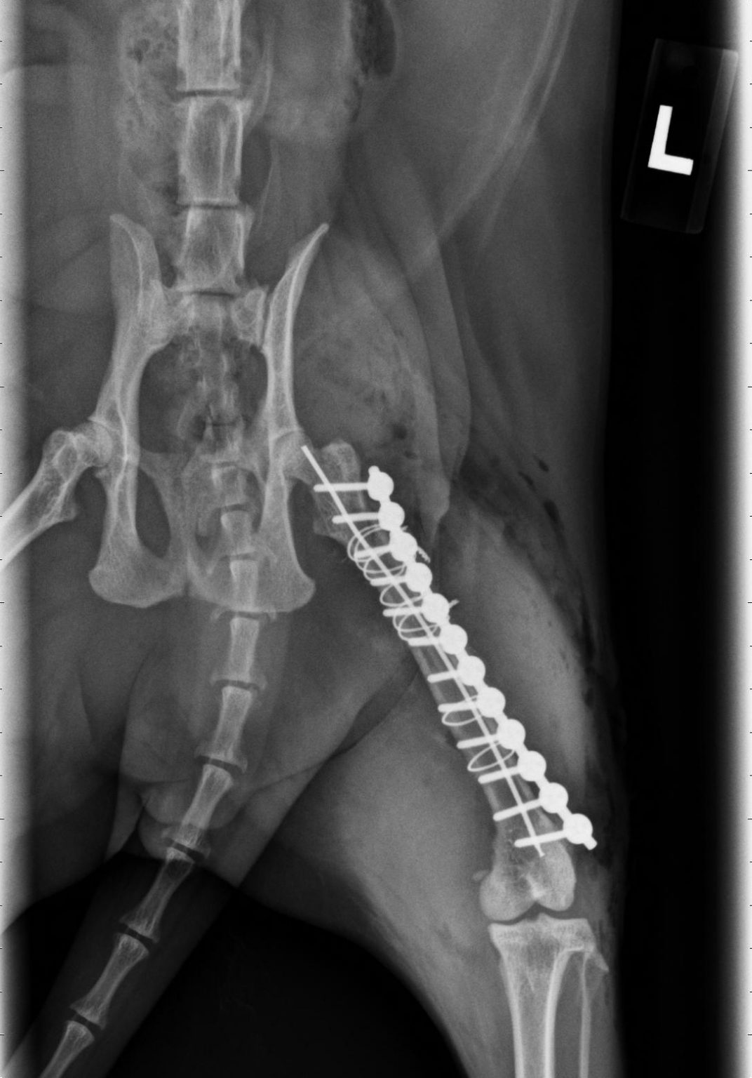 Dr Phil Zeltzman’s Blog Serious advice for true pet lovers