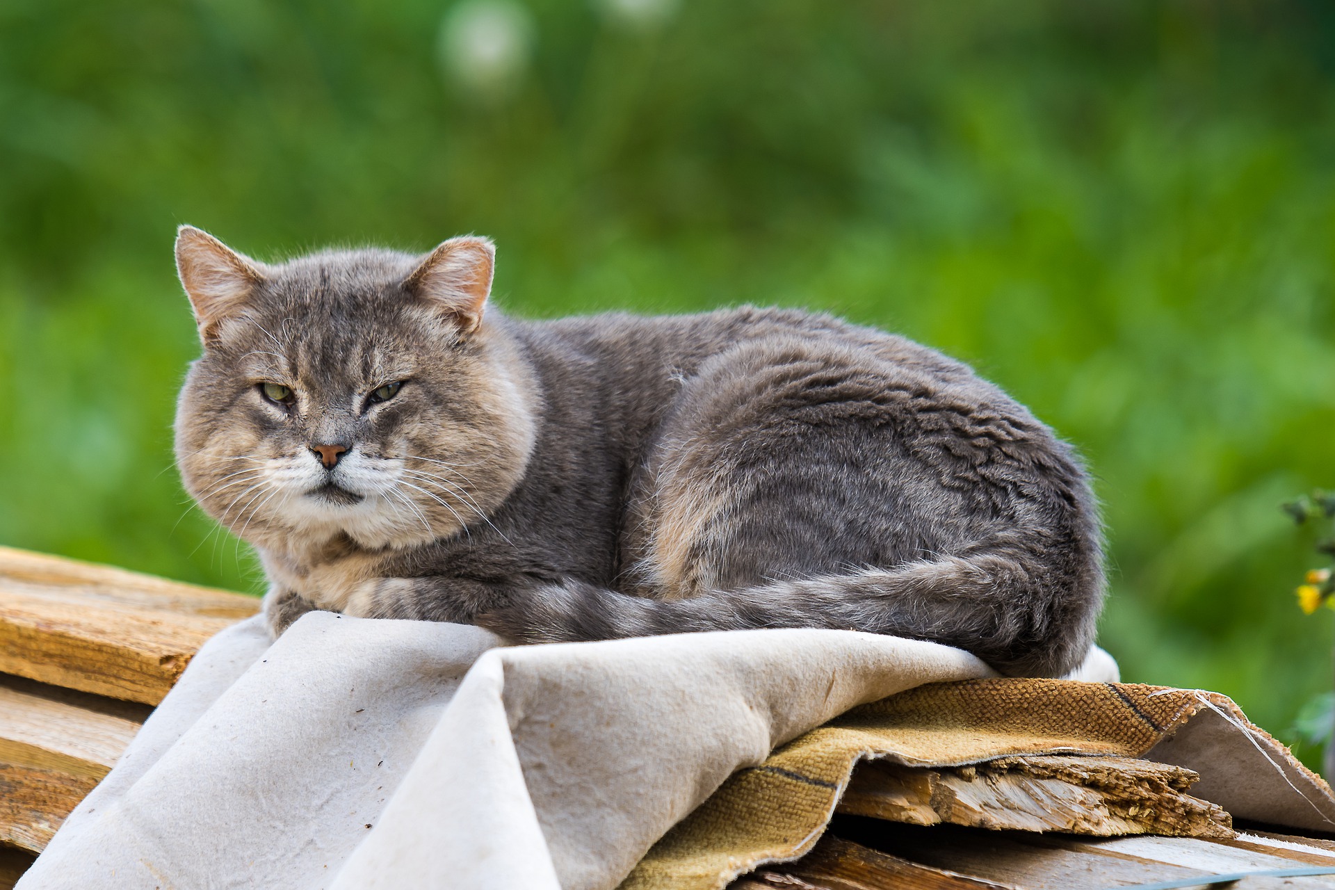 An older cat sitting on a blanket outside