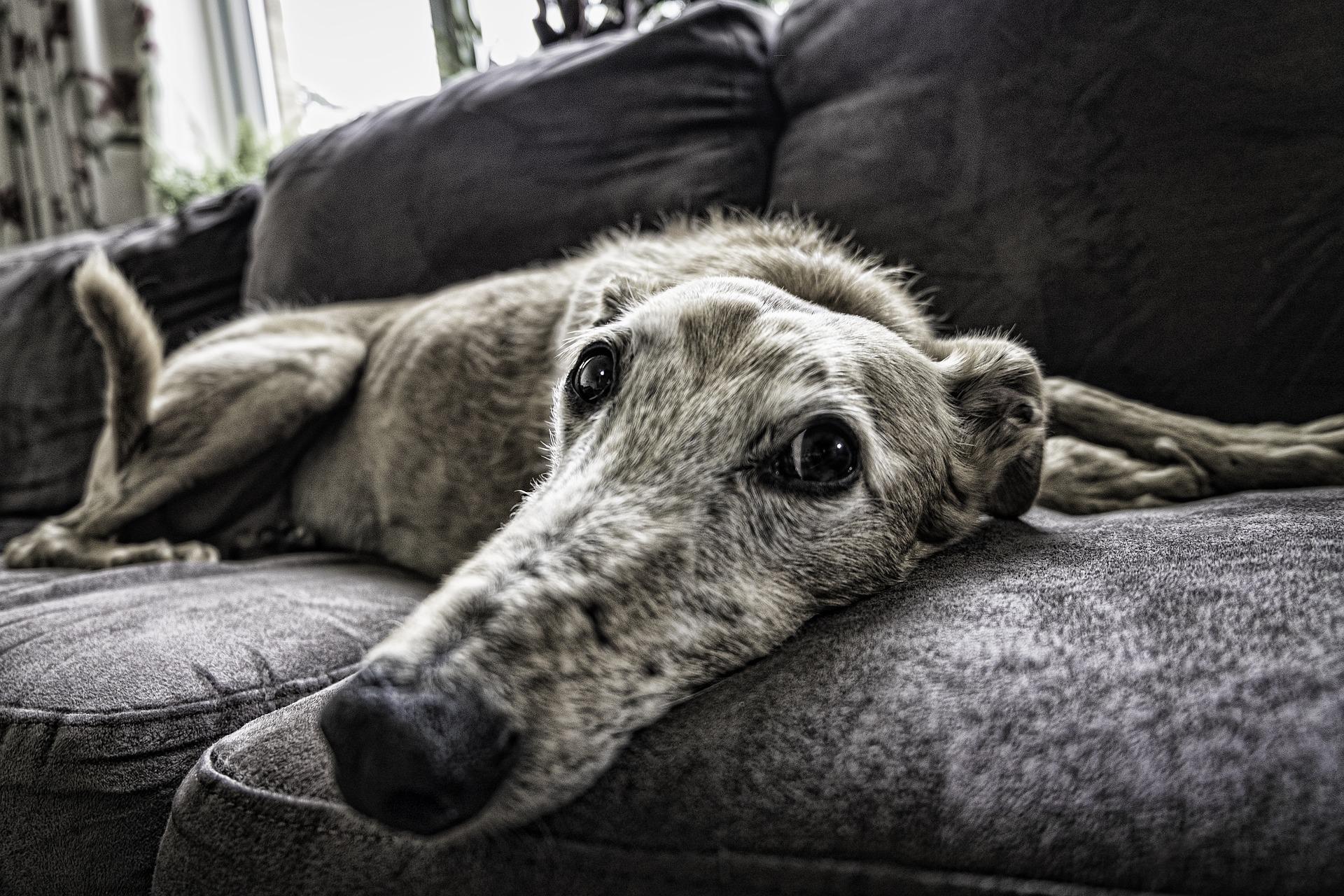 An old greyhound on a couch