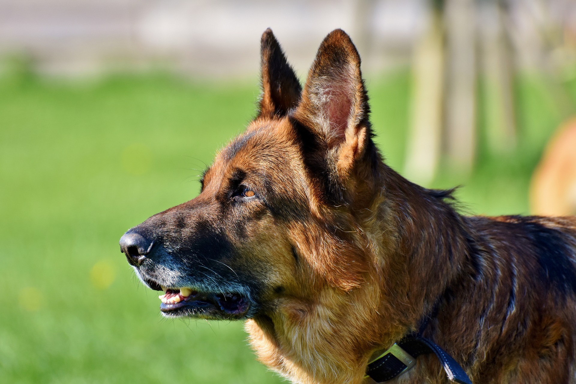 An older dog in the outdoors